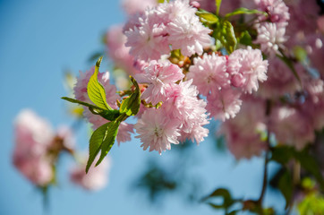 Sakura. Very beautiful flowering cherry tree. spring flowers