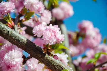 Sakura. Very beautiful flowering cherry tree. spring flowers