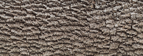 Tree bark texture. natural backgrounds, textures - bark of the European oak tree. Close up view of the bark of an European oak tree 