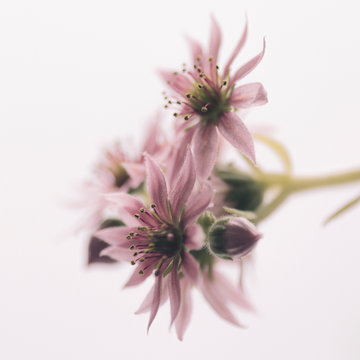 Close up of houseleek flower