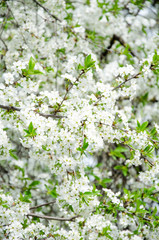 Apple. Very beautiful flowering apple tree. spring flowers