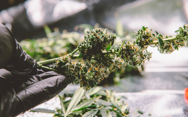 trimming flowering buds of the medical marijuana in close-up.