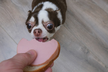 Dog breeds Chihuahua on believes his eyes that she is given a sandwich with sausage.