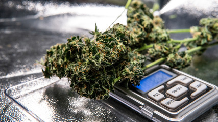 Recreational marijuana strain. Sativa THC harvest in details.