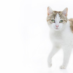 Beautiful cat on a white background, home cat