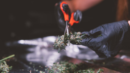 trimming flowering buds of the medical marijuana in close-up.