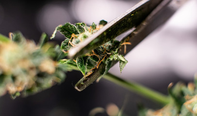 trimming flowering buds of the medical marijuana in close-up.