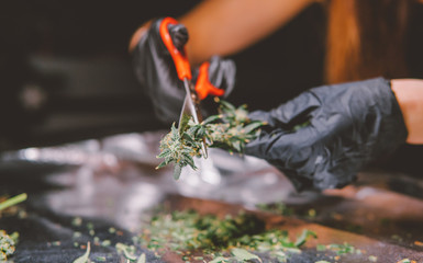 trimming marijuana process close-up