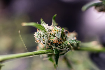 Cannabis trichomes close-up. Medical Harvest