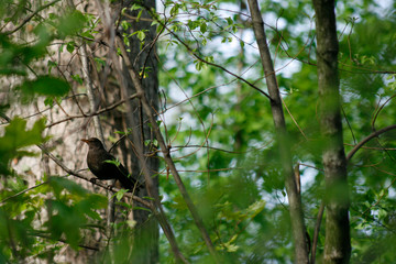 Bird in tree