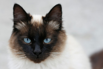Birmanese cat close-up