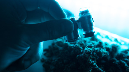 marijuana through a microscope close-up.