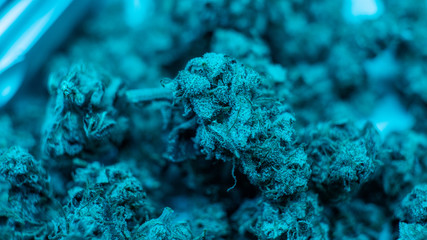 Medical strains of marijuana in details. Trichomes in close-up