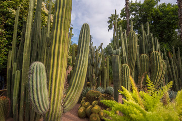Panorama of The Majorelle Garden is a botanical garden and artist's landscape park in Marrakech,...