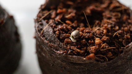 marijuana seed in the ground.сlose-up