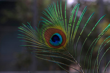 Peacock feathers Close-up