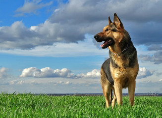 Portrait of a beautiful shepherd dog