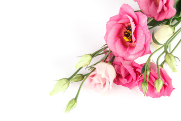 Obraz na płótnie Canvas bunch of pink eustoma flowers