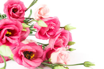 Fototapeta premium bunch of pink eustoma flowers