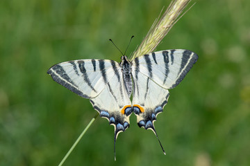 Papilionidae / Erik Kırlangıçkuyruğu / / Iphiclides podalirius
