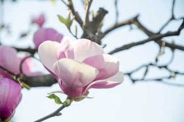Magnolia. A very beautiful flowering magnolia tree. spring flowers