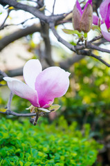 Magnolia. A very beautiful flowering magnolia tree. spring flowers