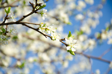 Cherry. Very beautiful flowering cherry tree. spring flowers