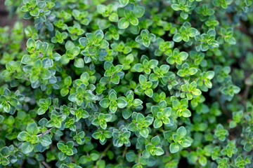 Fresh leaves of fragrant thyme