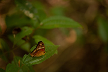 Naturaleza