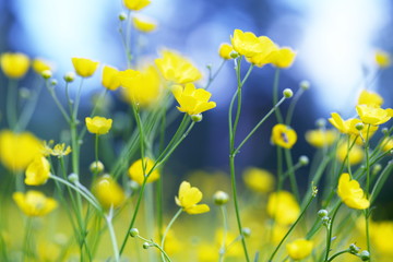 flower on the field