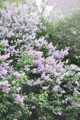 branch of a blossoming lilac