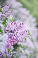 branch of a blossoming lilac, close-up