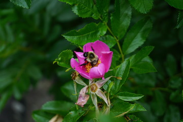 Bee on Flower 