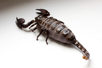 Scorpio after feeding