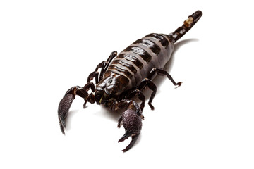 Thick scorpion on a white background
