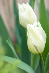 White carved tulip