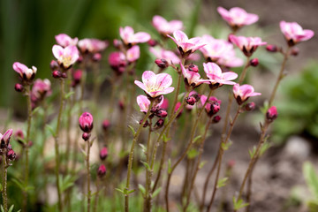 Beautiful spring blooming of saxifrage