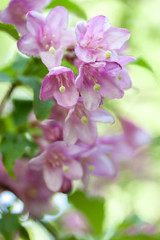 Beautiful spring bush pink