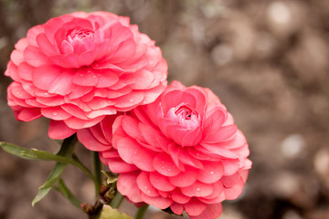 pink ranunculus garden