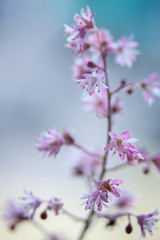 Obraz premium Beautiful spring Heuchera