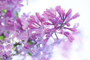 Beautiful spring bloom lilac