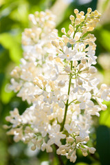 white lilac on a sunny day, close-up
