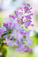 spring bloom lilac