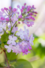 Beautiful bloom lilac