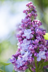 Obraz premium terry lilac, close-up