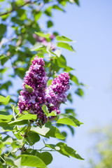 spring terry lilac