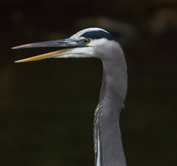 Close-up of great blue heron