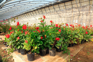 Dahlia in the greenhouse
