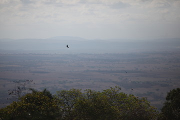 Carcará, a águia do sertão sobrevoando a paisagem em Pão de Açúcar, no estado de Alagoas