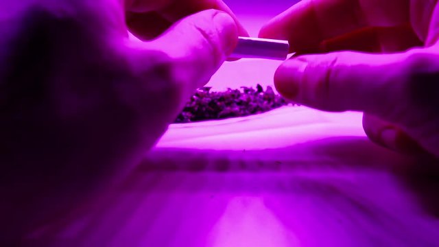 How to roll a perfect joint close-up. Smoking accessories 